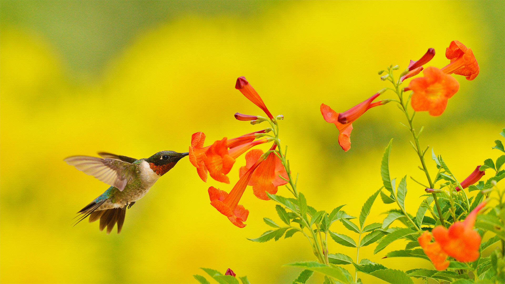 humming bird